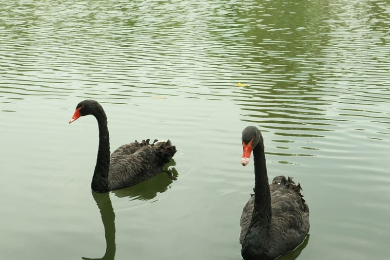 Black Swan Events: How to Prepare for the Unpredictable