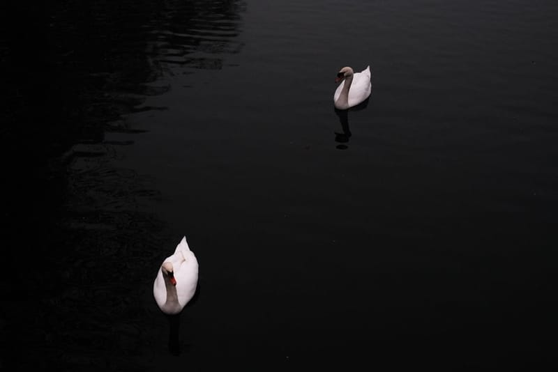 Availability Cascade in Markets